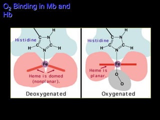 O2 Binding in Mb and
Hb
 