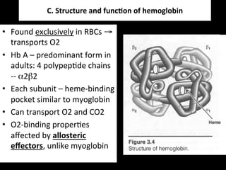  
                  C.	
  Structure	
  and	
  func9on	
  of	
  hemoglobin	
  
                                              	
  
•  Found	
  exclusively	
  in	
  RBCs	
  →	
  
   transports	
  O2	
  
•  Hb	
  A	
  –	
  predominant	
  form	
  in	
  
   adults:	
  4	
  polypep.de	
  chains	
  
   -­‐-­‐	
  α2β2	
  
•  Each	
  subunit	
  –	
  heme-­‐binding	
  
   pocket	
  similar	
  to	
  myoglobin	
  
•  Can	
  transport	
  O2	
  and	
  CO2	
  
•  O2-­‐binding	
  proper.es	
  
   aﬀected	
  by	
  allosteric	
  
   eﬀectors,	
  unlike	
  myoglobin	
  
 