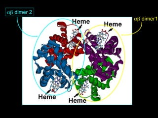 αβ dimer 2
             αβ dimer1
 