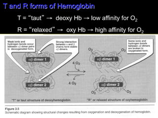 T and R forms of Hemoglobin
    T = “taut” → deoxy Hb → low affinity for O2
    R = “relaxed” → oxy Hb → high affinity for O2
 