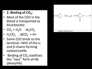 •  2.	
  Binding	
  of	
  CO2:	
  
•  Most	
  of	
  the	
  CO2	
  in	
  the	
  
   blood	
  is	
  transported	
  as	
  
   bicarbonate:	
  
•  CO2	
  +	
  H2O	
  	
  	
  	
  	
  	
  H2CO3	
  
•  H2CO3	
  	
  	
  	
  	
  	
  	
  	
  	
  HCO3-­‐	
  	
  +	
  H+	
  
•  Some	
  CO2	
  binds	
  to	
  the	
  
   terminal	
  –NH2	
  of	
  the	
  α	
  
   and	
  β	
  chains	
  forming	
  
   carbaminoHb.	
  
•  	
  Binding	
  of	
  CO2	
  stabilizes	
  
   the	
  “taut”	
  form	
  of	
  Hb	
  
   (deoxyHb).	
  	
  
 