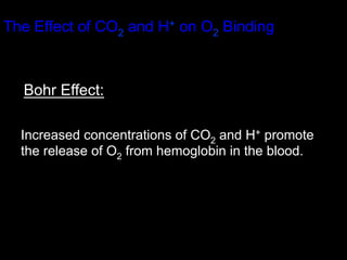 The Effect of CO2 and H+ on O2 Binding



  Bohr Effect:

  Increased concentrations of CO2 and H+ promote
  the release of O2 from hemoglobin in the blood.
 