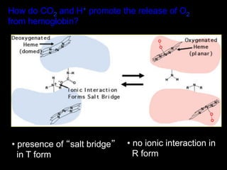 How do CO2 and H+ promote the release of O2
from hemoglobin?




•  presence of “salt bridge”   •  no ionic interaction in
  in T form                      R form
 
