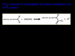 CO2 is bound to hemoglobin at protein interfaces, not
Fe2+ center!
 