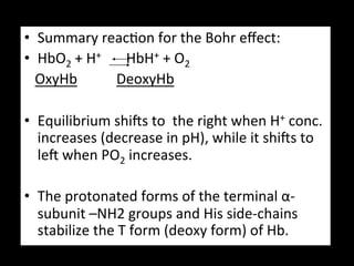 •  Summary	
  reac.on	
  for	
  the	
  Bohr	
  eﬀect:	
  
•  HbO2	
  +	
  H+	
  	
  	
  	
  	
  	
  	
  HbH+	
  +	
  O2	
  	
  	
  
	
  	
  	
  OxyHb	
  	
  	
  	
  	
  	
  	
  	
  	
  	
  	
  DeoxyHb	
  	
  	
  
	
  
•  Equilibrium	
  shigs	
  to	
  	
  the	
  right	
  when	
  H+	
  conc.	
  
               increases	
  (decrease	
  in	
  pH),	
  while	
  it	
  shigs	
  to	
  
               leg	
  when	
  PO2	
  increases.	
  
           	
   	
  	
  
•  The	
  protonated	
  forms	
  of	
  the	
  terminal	
  α-­‐
               subunit	
  –NH2	
  groups	
  and	
  His	
  side-­‐chains	
  
               stabilize	
  the	
  T	
  form	
  (deoxy	
  form)	
  of	
  Hb.	
  
 