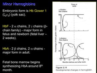 Minor Hemoglobins
Embryonic form is Hb Gower 1
(ζ2ε2) (yolk sac).


HbF - 2 α chains, 2 γ chains (β-
chain family) - major form in
fetus and newborn (fetal liver –
2 weeks).


HbA - 2 β chains, 2 α chains -
major form in adult.

Fetal bone marrow begins
synthesizing HbA around 8th
month.
 