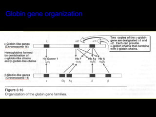 Globin gene organization
 