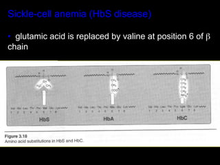Sickle-cell anemia (HbS disease)

•  glutamic acid is replaced by valine at position 6 of β
chain
 