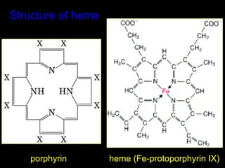 Structure of heme




   porphyrin        heme (Fe-protoporphyrin IX)
 
