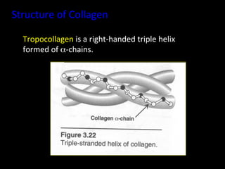 Structure	
  of	
  Collagen	
  

   Tropocollagen	
  is	
  a	
  right-­‐handed	
  triple	
  helix	
  	
  
   formed	
  of	
  α-­‐chains.	
  
 