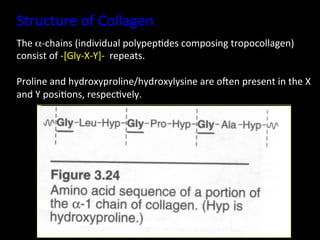 Structure	
  of	
  Collagen	
  
The	
  α-­‐chains	
  (individual	
  polypep.des	
  composing	
  tropocollagen)	
  
consist	
  of	
  -­‐[Gly-­‐X-­‐Y]-­‐	
  	
  repeats.	
  
	
  
Proline	
  and	
  hydroxyproline/hydroxylysine	
  are	
  ogen	
  present	
  in	
  the	
  X	
  
and	
  Y	
  posi.ons,	
  respec.vely.	
  
 