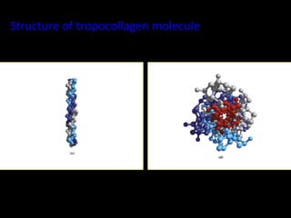 Structure	
  of	
  tropocollagen	
  molecule	
  
 