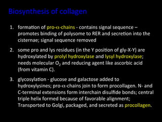 Biosynthesis	
  of	
  collagen	
  
1.  forma.on	
  of	
  pro-­‐α-­‐chains	
  -­‐	
  contains	
  signal	
  sequence	
  –	
  
    promotes	
  binding	
  of	
  polysome	
  to	
  RER	
  and	
  secre.on	
  into	
  the	
  
    cisternae;	
  signal	
  sequence	
  removed	
  
2.  some	
  pro	
  and	
  lys	
  residues	
  (in	
  the	
  Y	
  posi.on	
  of	
  gly-­‐X-­‐Y)	
  are	
  
    hydroxylated	
  by	
  prolyl	
  hydroxylase	
  and	
  lysyl	
  hydroxylase;	
  
    needs	
  molecular	
  O2	
  and	
  reducing	
  agent	
  like	
  ascorbic	
  acid	
  
    (from	
  vitamin	
  C).	
  
3.  glycosyla.on	
  -­‐	
  glucose	
  and	
  galactose	
  added	
  to	
  
    hydroxylysines;	
  pro-­‐α-­‐chains	
  join	
  to	
  form	
  procollagen.	
  N-­‐	
  and	
  
    C-­‐terminal	
  extensions	
  form	
  interchain	
  disulﬁde	
  bonds;	
  central	
  
    triple	
  helix	
  formed	
  because	
  of	
  favorable	
  alignment;	
  
    Transported	
  to	
  Golgi,	
  packaged,	
  and	
  secreted	
  as	
  procollagen.	
  
 