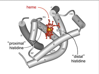 heme




“proximal”
 histidine

                    “distal”
                    histidine
 