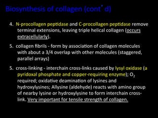 Biosynthesis	
  of	
  collagen	
  (cont’d)	
  
 4.	
  	
  N-­‐procollagen	
  pep.dase	
  and	
  C-­‐procollagen	
  pep.dase	
  remove	
  
           terminal	
  extensions,	
  leaving	
  triple	
  helical	
  collagen	
  (occurs	
  
           extracellularly).	
  
 5.	
  	
  collagen	
  ﬁbrils	
  -­‐	
  form	
  by	
  associa.on	
  of	
  collagen	
  molecules	
  
            with	
  about	
  a	
  3/4	
  overlap	
  with	
  other	
  molecules	
  (staggered,	
  
            parallel	
  arrays)	
  
 5.	
  	
  cross-­‐linking	
  -­‐	
  interchain	
  cross-­‐links	
  caused	
  by	
  lysyl	
  oxidase	
  (a	
  
            pyridoxal	
  phosphate	
  and	
  copper-­‐requiring	
  enzyme);	
  O2	
  
            required;	
  oxida.ve	
  deamina.on	
  of	
  lysines	
  and	
  
            hydroxylysines;	
  Allysine	
  (aldehyde)	
  reacts	
  with	
  amino	
  group	
  
            of	
  nearby	
  lysine	
  or	
  hydroxylysine	
  to	
  form	
  interchain	
  cross-­‐
            link.	
  Very	
  important	
  for	
  tensile	
  strength	
  of	
  collagen.	
  
 