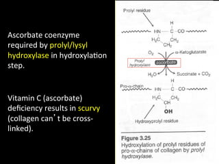 Ascorbate	
  coenzyme	
  
required	
  by	
  prolyl/lysyl	
  
hydroxylase	
  in	
  hydroxyla.on	
  
step.	
  


Vitamin	
  C	
  (ascorbate)	
  
deﬁciency	
  results	
  in	
  scurvy	
  
(collagen	
  can’t	
  be	
  cross-­‐
linked).	
  
 