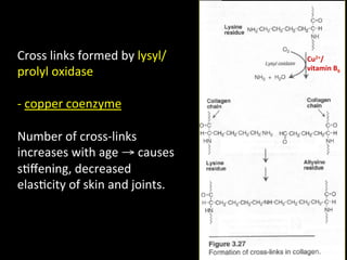 Cross	
  links	
  formed	
  by	
  lysyl/        Cu2+/	
  
prolyl	
  oxidase	
                             vitamin	
  B6	
  

	
  
-­‐	
  copper	
  coenzyme	
  
	
  
Number	
  of	
  cross-­‐links	
  
increases	
  with	
  age	
  →	
  causes	
  
s.ﬀening,	
  decreased	
  
elas.city	
  of	
  skin	
  and	
  joints.	
  
 