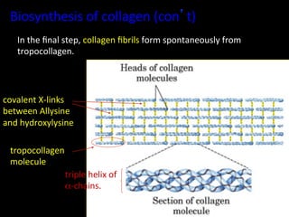 Biosynthesis	
  of	
  collagen	
  (con’t)	
  
     In	
  the	
  ﬁnal	
  step,	
  collagen	
  ﬁbrils	
  form	
  spontaneously	
  from	
  
     tropocollagen.	
  




covalent	
  X-­‐links	
  
between	
  Allysine	
  
and	
  hydroxylysine	
  	
  

  tropocollagen	
  
  molecule	
  
                triple	
  helix	
  of	
  
                α-­‐chains.	
  
 