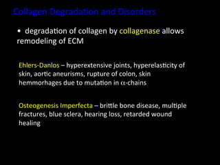 Collagen	
  Degrada.on	
  and	
  Disorders	
  
 • 	
  	
  degrada.on	
  of	
  collagen	
  by	
  collagenase	
  allows	
  
 remodeling	
  of	
  ECM	
  

 Ehlers-­‐Danlos	
  –	
  hyperextensive	
  joints,	
  hyperelas.city	
  of	
  
 skin,	
  aor.c	
  aneurisms,	
  rupture	
  of	
  colon,	
  skin	
  
 hemmorhages	
  due	
  to	
  muta.on	
  in	
  α-­‐chains	
  	
  


 Osteogenesis	
  Imperfecta	
  –	
  briHle	
  bone	
  disease,	
  mul.ple	
  
 fractures,	
  blue	
  sclera,	
  hearing	
  loss,	
  retarded	
  wound	
  
 healing	
  	
  
 