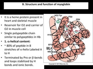 B.	
  Structure	
  and	
  func9on	
  of	
  myoglobin	
  
                                                        	
  


•  It	
  is	
  a	
  heme	
  protein	
  present	
  in	
  
   heart	
  and	
  skeletal	
  muscle	
  
•  Reservoir	
  for	
  O2	
  and	
  carrier	
  of	
  
   O2	
  in	
  muscle	
  cell	
  
•  Single	
  polypep.de	
  chain	
  
   similar	
  to	
  polypep.des	
  in	
  Hb	
  
•  1.	
  α-­‐helical	
  content:	
  
•  ~	
  80%	
  of	
  pep.de	
  in	
  8	
  
   stretches	
  of	
  α-­‐helix	
  Labeled	
  A	
  
   to	
  H	
  
•  Terminated	
  by	
  Pro	
  or	
  β-­‐bends	
  
   and	
  loops	
  stabilized	
  by	
  H	
  
   bonds	
  and	
  ionic	
  bonds.	
  
 