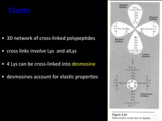 Elas.n	
  


• 	
  	
  3D	
  network	
  of	
  cross-­‐linked	
  polypep.des	
  

• 	
  	
  cross	
  links	
  involve	
  Lys	
  	
  and	
  alLys	
  	
  

• 	
  	
  4	
  Lys	
  can	
  be	
  cross-­‐linked	
  into	
  desmosine	
  	
  

• 	
  	
  desmosines	
  account	
  for	
  elas.c	
  proper.es	
  
 