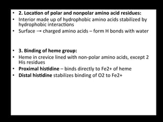•  2.	
  Loca9on	
  of	
  polar	
  and	
  nonpolar	
  amino	
  acid	
  residues:	
  
•  Interior	
  made	
  up	
  of	
  hydrophobic	
  amino	
  acids	
  stabilized	
  by	
  
   hydrophobic	
  interac.ons	
  
•  Surface	
  →	
  charged	
  amino	
  acids	
  –	
  form	
  H	
  bonds	
  with	
  water	
  

	
  
•  3.	
  Binding	
  of	
  heme	
  group:	
  
•  Heme	
  in	
  crevice	
  lined	
  with	
  non-­‐polar	
  amino	
  acids,	
  except	
  2	
  
     His	
  residues	
  
•  Proximal	
  his9dine	
  –	
  binds	
  directly	
  to	
  Fe2+	
  of	
  heme	
  
•  Distal	
  his9dine	
  stabilizes	
  binding	
  of	
  O2	
  to	
  Fe2+	
  
 