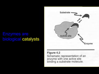 Enzymes are
biological catalysts.
 
