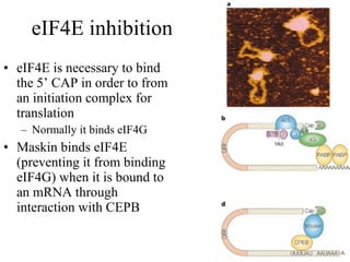 Eif4e Complex Molbiol 2011-12-eukaryotic gene-expression | PPT