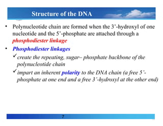 10
Structure of the DNA
• Polynucleotide chain are formed when the 3’-hydroxyl of one
nucleotide and the 5’-phosphate are attached through a
phosphodiester linkage
• Phosphodiester linkages
create the repeating, sugar– phosphate backbone of the
polynucleotide chain
impart an inherent polarity to the DNA chain (a free 5’-
phosphate at one end and a free 3’-hydroxyl at the other end)
7
 