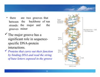 17
12
• there are two grooves that
run
the
the backbone of
the major and
minor
between
strands:
grooves
The major groove has a
significant role in sequence-
specific DNA-protein
interactions.
 Proteins that carry out their function
by binding DNA and read the string
of base letters exposed in the groove
 