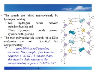 18
13
• The strands are joined non-covalently by
hydrogen bonding
• two hydrogen bonds between
Adenine thymine and
• Three hydrogen bonds between
cytosine with guanine
• The two polynucleotide strands of a DNA
molecules are not identical but
complementary.
 gives DNA its self-encoding
character. For example, if we have the
sequence 5’-ATGTC-3’ on one chain,
the opposite chain must have the
complementary sequence 3’-TACAG-5’'
 