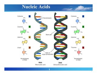 2
1
Nucleic Acids
 