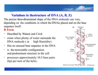 20
Variations in thestructure of DNA (A, B, Z)
The precise three dimensional
‐ shape of the DNA molecule can vary,
depending on the conditions in which the DNAis placed and on the base
sequence itself.
B Form
• Described by Watson and Crick
• exists when plenty of water surrounds the
DNA molecule ( at high Humidity)
• Has no unusual base sequence in the DNA
• is the moststable configuration
and predominant structure in the cell
• possesses approximately 10.5 base pairs
(bp) per turn of the helix;
 