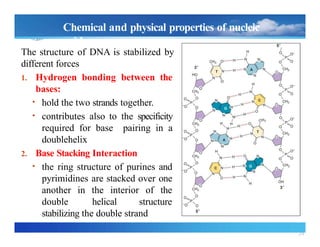 24
Chemical and physical properties of nucleic
acids
The structure of DNA is stabilized by
different forces
1. Hydrogen bonding between the
bases:
• hold the two strands together.
• contributes also to the specificity
required for base pairing in a
doublehelix
2. Base Stacking Interaction
• the ring structure of purines and
pyrimidines are stacked over one
another in the interior of the
double helical structure
stabilizing the double strand
 
