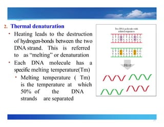 26
2. Thermal denaturation
• Heating leads to the destruction
of hydrogen bonds
‐ between the two
DNA strand. This is referred
to as “melting” or denaturation
• Each DNA molecule has a
specific melting temperature(Tm)
• Melting temperature ( Tm)
is the temperature at which
50% of the DNA
strands are separated
 