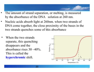 27
20
• The amount of strand separation, or melting, is measured
by the absorbance of the DNA solution at 260 nm.
• Nucleic acids absorb light at 260nm. when two strands of
DNA come together, the close proximity of the bases in the
two strands quenches some of this absorbance
• When the two strands
separate, this quenching
disappears and the
absorbance rises 30 –40%.
This is called the
hyperchromic shift.
 