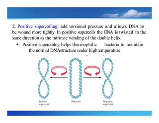 32
2. Positive supercoiling: add torsional pressure and allows DNA to
be wound more tightly. In positive supercoils the DNA is twisted in the
same direction as the intrinsic winding of the double helix
● Positive supercoilng helps thermophilic bacteria to maintain
the normal DNAstructure under hightemperature
 
