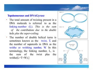 33
Topoisomerases and DNAGyrase
• The total amount of twisting present in a
DNA molecule is referred to as the
linking number (L). This is the sum
of the contributions due to the double
helix plus the super coiling.
‐
• The number of double helical turns is
sometimes known as the twist, T, and
the number of supercoils in DNA as the
writhe or writhing number, W
. In this
terminology, the linking number, L, is
the sum of the twist plus the
writhe(L=T+W).]
 