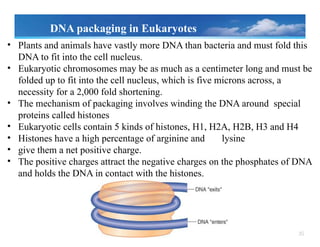 35
• Plants and animals have vastly more DNA than bacteria and must fold this
DNA to fit into the cell nucleus.
• Eukaryotic chromosomes may be as much as a centimeter long and must be
folded up to fit into the cell nucleus, which is five microns across, a
necessity for a 2,000 fold shortening.
• The mechanism of packaging involves winding the DNA around special
proteins called histones
• Eukaryotic cells contain 5 kinds of histones, H1, H2A, H2B, H3 and H4
• Histones have a high percentage of arginine and lysine
• give them a net positive charge.
• The positive charges attract the negative charges on the phosphates of DNA
and holds the DNA in contact with the histones.
DNA packaging in Eukaryotes
 