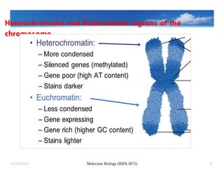 Molecular Biology (BIOL3072)
02/20/2025 37
Heterochromatin and Euchromatin regions of the
chromosome
 