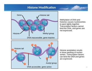39
Histone Modification
 