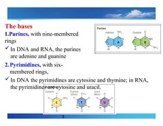4
The bases
3
1.Purines, with nine-membered
rings
In DNA and RNA, the purines
are adenine and guanine
2.Pyrimidines, with six-
membered rings,
In DNA the pyrimidines are cytosine and thymine; in RNA,
the pyrimidines are cytosine and uracil.
 
