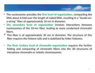 40
• The nucleosome provides the first level of organization, compacting the
DNA about 6-fold over the length of naked DNA, resulting in a “beads-on-
a-string” fiber of approximately 10 nm in diameter.
• The secondary level of organization involves interactions between
nucleosomes of the 10-nm fiber, leading to more condensed chromatin
fibers.
 This fiber is of approximately 30 nm in diameter. The structure of this
fiber requires the histone tails and is stabilized by linker histones.
• The final, tertiary level of chromatin organization requires the further
folding and compacting of chromatin fibers into the 3D structures of
interphase chromatin or mitotic chromosomes.
 