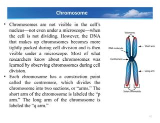 42
• Chromosomes are not visible in the cell’s
nucleus—not even under a microscope—when
the cell is not dividing. However, the DNA
that makes up chromosomes becomes more
tightly packed during cell division and is then
visible under a microscope. Most of what
researchers know about chromosomes was
learned by observing chromosomes during cell
division.
• Each chromosome has a constriction point
called the centromere, which divides the
chromosome into two sections, or “arms.” The
short arm of the chromosome is labeled the “p
arm.” The long arm of the chromosome is
labeled the “q arm.”
Chromosome
 