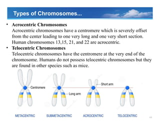 44
• Acrocentric Chromosomes
Acrocentric chromosomes have a centromere which is severely offset
from the center leading to one very long and one very short section.
Human chromosomes 13,15, 21, and 22 are acrocentric.
• Telocentric Chromosomes
Telocentric chromosomes have the centromere at the very end of the
chromosome. Humans do not possess telocentric chromosomes but they
are found in other species such as mice.
Types of Chromosomes...
 