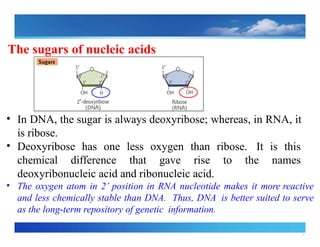 5
The sugars of nucleic acids
• In DNA, the sugar is always deoxyribose; whereas, in RNA, it
is ribose.
• Deoxyribose has one less oxygen than ribose. It is this
chemical difference that gave rise to the names
deoxyribonucleic acid and ribonucleic acid.
• The oxygen atom in 2’ position in RNA nucleotide makes it more reactive
and less chemically stable than DNA. Thus, DNA is better suited to serve
as the long term
‐ repository of genetic information.
 