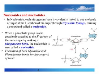 7
Nucleosides and nucleotides
6
• In Nucleoside, each nitrogenous base is covalently linked to one molecule
of sugar at the 1’-carbon of the sugar through Glycosidic linkage, forming
a compound called a nucleoside.
• When a phosphate group is also
covalently attached to the 5’-carbon of
the same sugar by making a
phosphoester bond, the nucleoside is
now called a nucleotide
• Formation of both Glycosidic and
Phosphoester bonds involve removal
of water
 