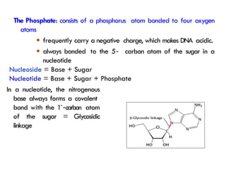 In a nucleotide, the nitrogenous
base always forms a covalent
bond with the 1`‐carbon atom
of the sugar = Glycosidic
linkage
The Phosphate: consists of a phosphorus atom bonded to four oxygen
atoms
● frequently carry a negative charge, which makes DNA acidic.
● always bonded to the 5
`‐ carbon atom of the sugar in a
nucleotide
Nucleoside = Base + Sugar
Nucleotide = Base + Sugar + Phosphate
 