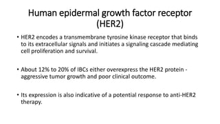 Human epidermal growth factor receptor
(HER2)
• HER2 encodes a transmembrane tyrosine kinase receptor that binds
to its extracellular signals and initiates a signaling cascade mediating
cell proliferation and survival.
• About 12% to 20% of IBCs either overexpress the HER2 protein -
aggressive tumor growth and poor clinical outcome.
• Its expression is also indicative of a potential response to anti-HER2
therapy.
 