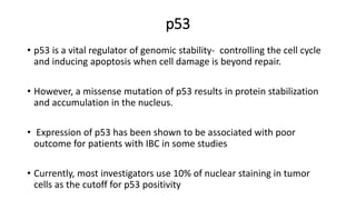 p53
• p53 is a vital regulator of genomic stability- controlling the cell cycle
and inducing apoptosis when cell damage is beyond repair.
• However, a missense mutation of p53 results in protein stabilization
and accumulation in the nucleus.
• Expression of p53 has been shown to be associated with poor
outcome for patients with IBC in some studies
• Currently, most investigators use 10% of nuclear staining in tumor
cells as the cutoff for p53 positivity
 